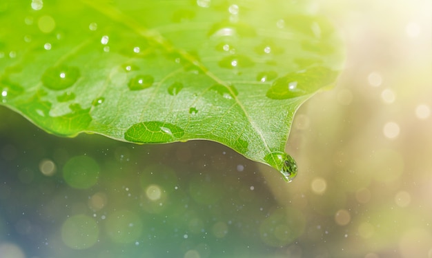 Gota de lluvia sobre una hoja verde con bokeh. Fondo natural