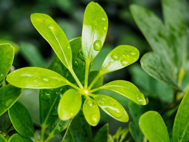 Gota de lluvia sobre la hoja verde