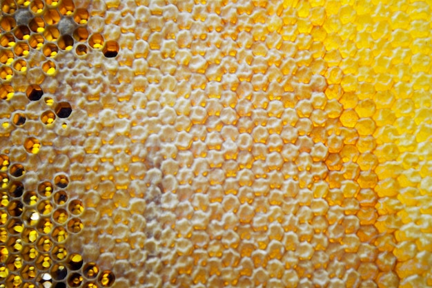 Foto gota de miel de abeja goteando de panales hexagonales llenos de néctar dorado composición de verano de panales que consiste en gota de miel natural goteando sobre marco de cera abeja gota de miel de abeja goteando en panales