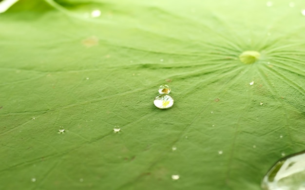 Gota de perla de agua en la hoja verde