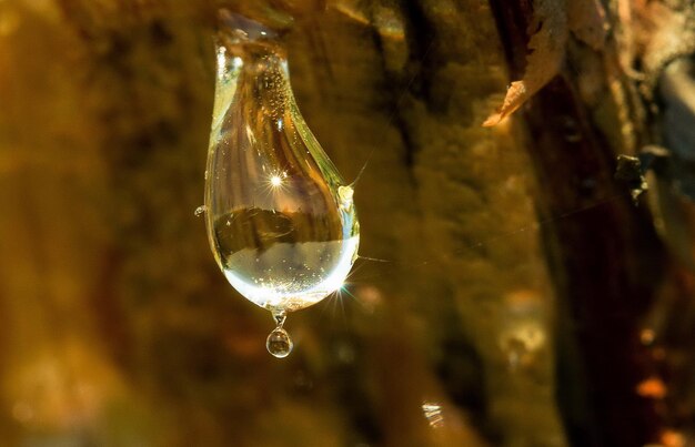 Foto una gota de resina de pino