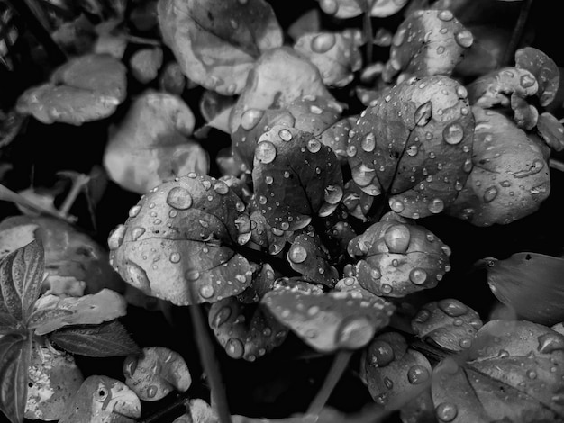 Gota de rocío blanco negro sobre el fondo de la hoja verde