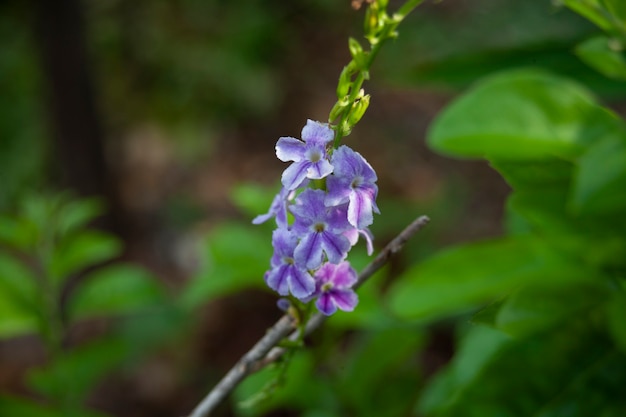 Gota de rocío dorada flor morada en la naturaleza