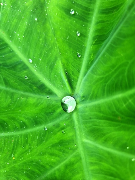 Gota de rocío en la hoja verde de Colocasia esculenta o en la hoja de Bon