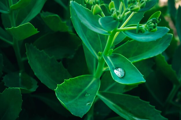 Gota de rocío en la hoja verde Concepto natural ecológico Cerrar gota de lluvia