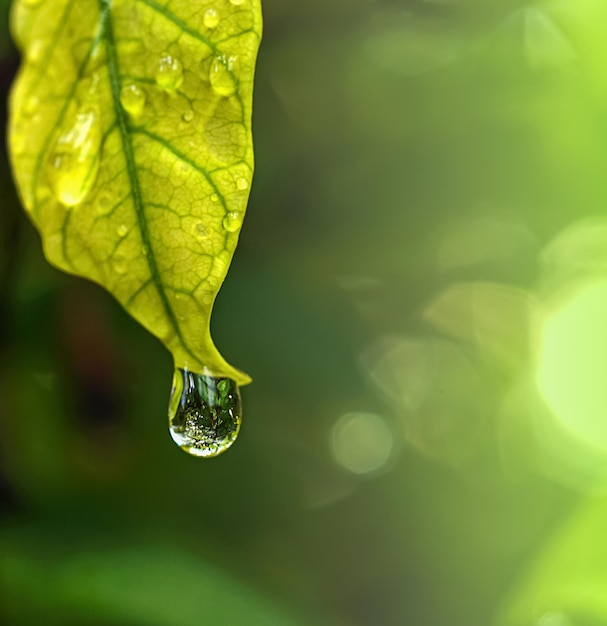 Gota de rocío en la mañana en la hoja con luz solar