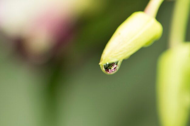 Gota de rocío en el pétalo de la flor