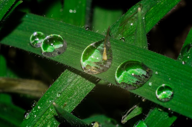 Gota de rocío primer plano con reflejo en la hierba verde Foto macro de nueva vida en la primavera