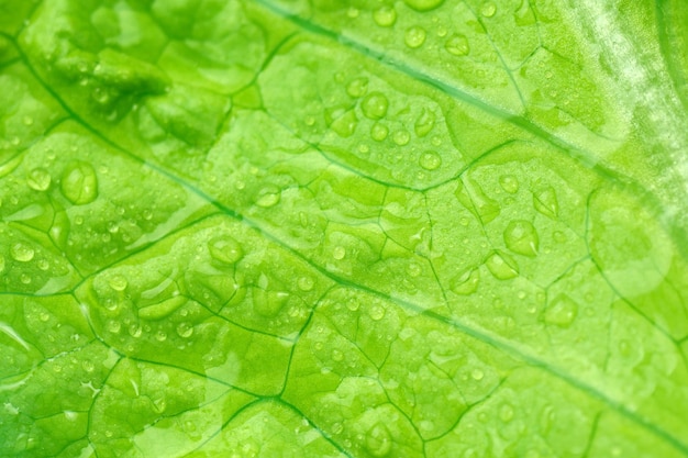 Gotas de agua closeup macro sobre hojas de lechuga fresca Enfoque selectivo textura de fondo vegetal