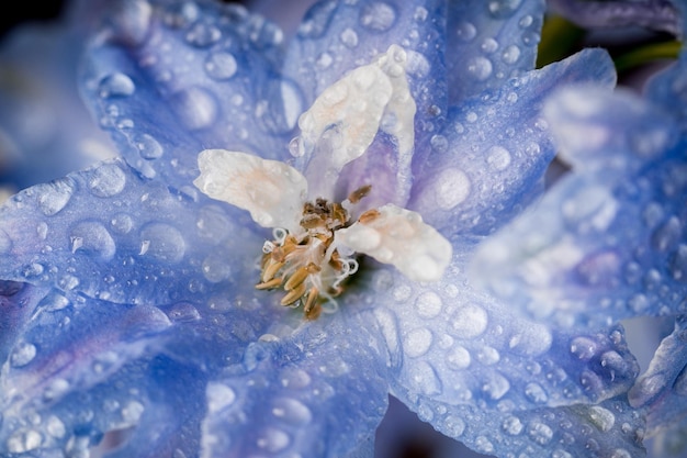 Gotas de agua en el delphinium staphisagria