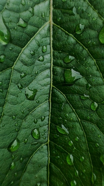 Gotas de agua después de la lluvia sobre hojas verdes en el jardín