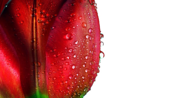 gotas de agua en una flor roja