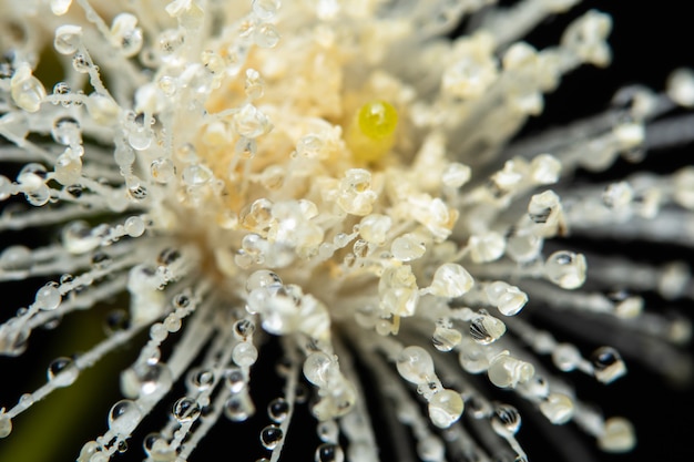 Gotas de agua en flor