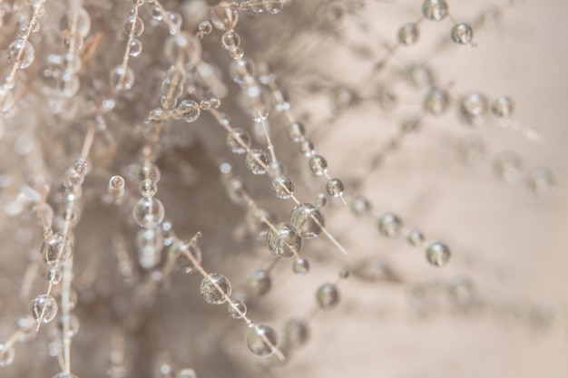 Gotas de agua en flor