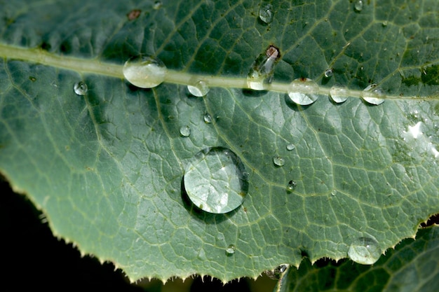 Gotas de agua de fondo verde en la hoja