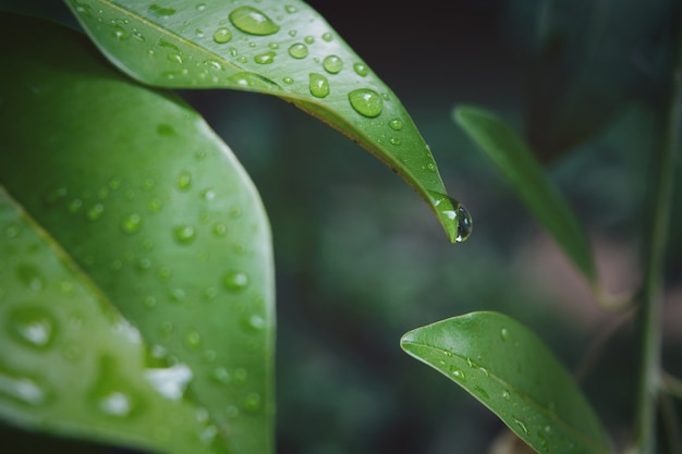 Gotas de agua y gotitas