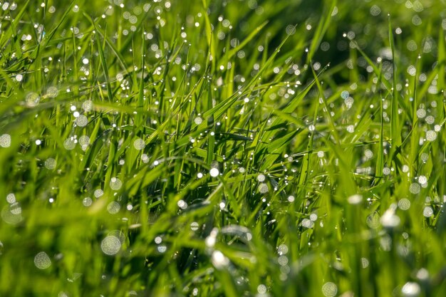 Foto gotas de agua en la hierba foto