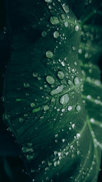 gotas de agua en una hoja que es verde