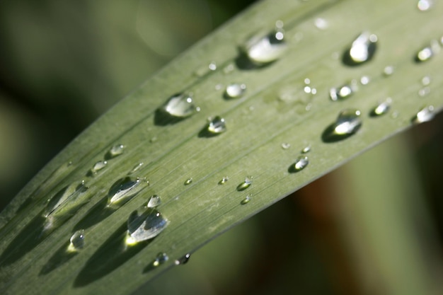 Gotas de agua en la hoja verde