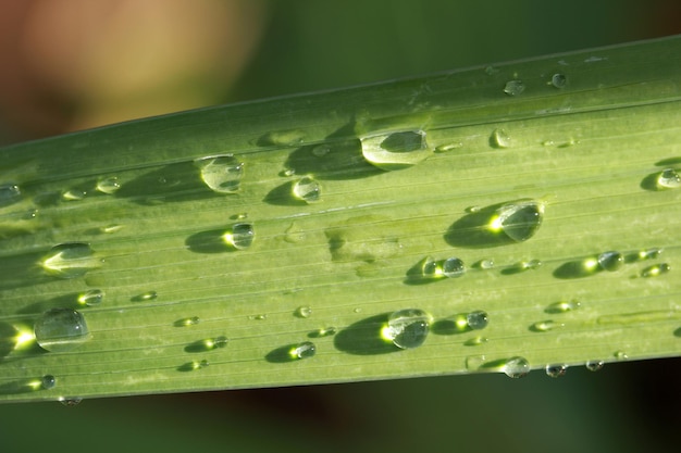 Gotas de agua en la hoja verde