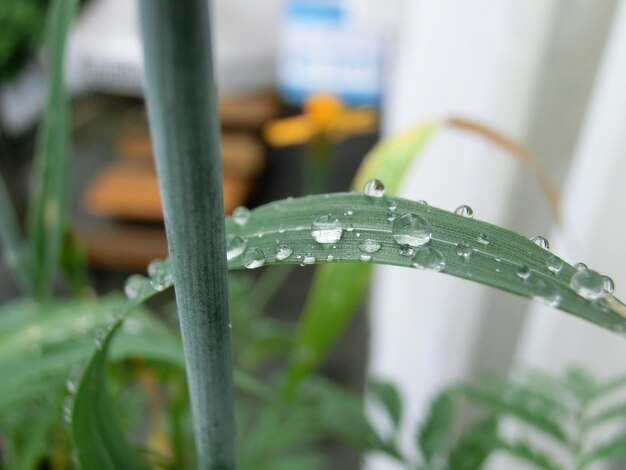 Foto gotas de agua en la hoja