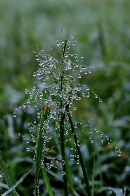 Foto gotas de agua en una hoja