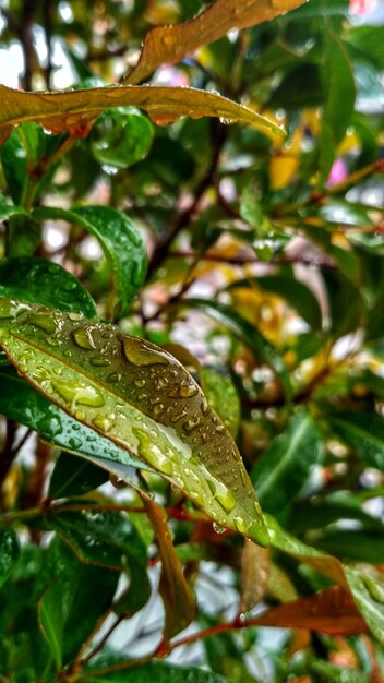 Foto gotas de agua en la hoja