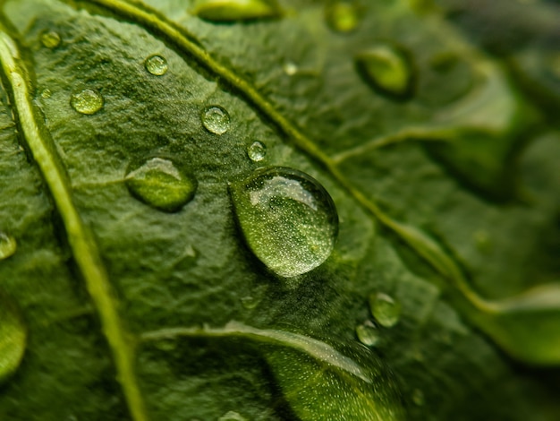 Foto gotas de agua en la hoja