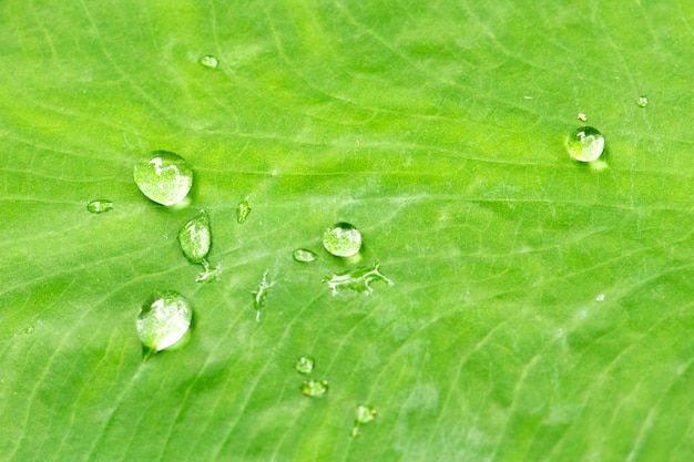 Gotas de agua en la hoja