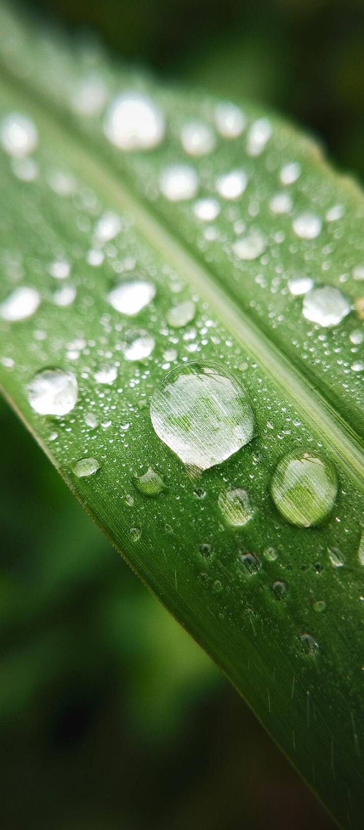 gotas de agua en una hoja