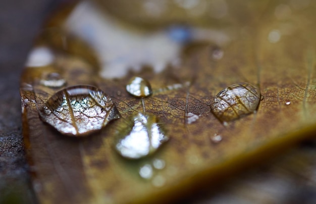 gotas de agua en una hoja