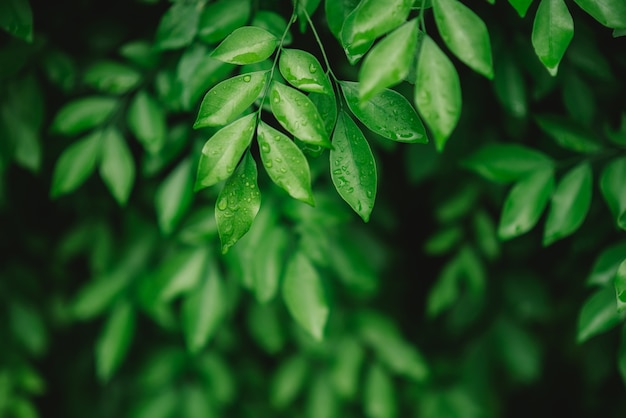 Gotas de agua en las hojas después de la lluvia con la hoja verde en fondo verde borroso.