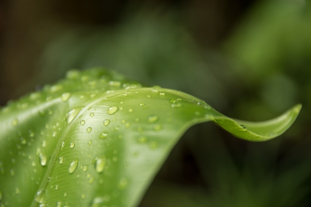 Gotas de agua en las hojas en el espacio de la naturaleza para el texto.