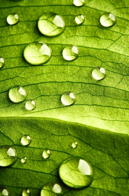 Gotas de agua de hojas verdes