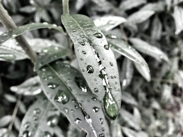 Foto gotas de agua en las hojas