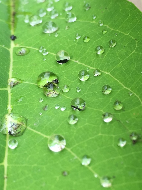 Foto gotas de agua en las hojas