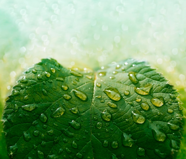 Gotas de agua en hojas