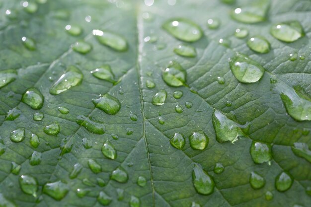 Gotas de agua en hojas