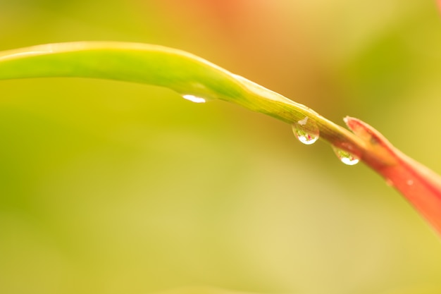 Gotas de agua en las hojas