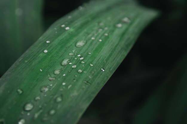 Gotas de agua de lluvia sobre la hoja verde