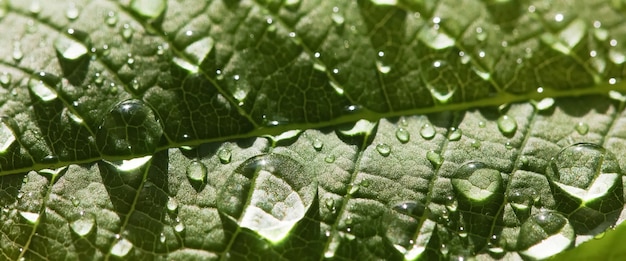 Gotas de agua de lluvia transparente en una macro de hoja verde Hermosa textura de hoja en la naturaleza Vista superior