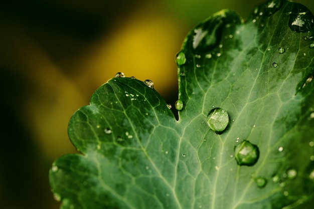 Gotas de agua de lluvia transparente sobre una hoja verde de cerca.