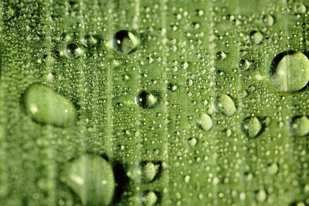 Gotas de agua de lluvia transparente sobre una hoja verde de cerca.