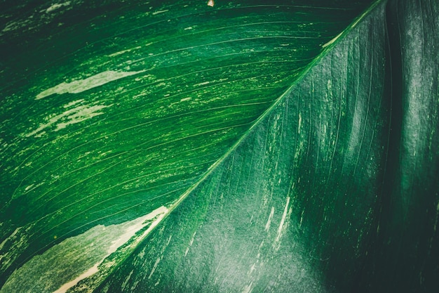 Las gotas de agua macro en las hojas aman el medio ambiente