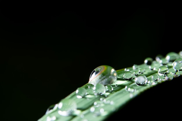 Gotas de agua macro en la planta