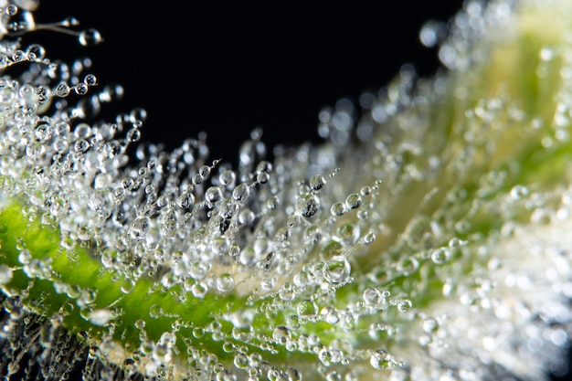 Gotas de agua macro en la planta