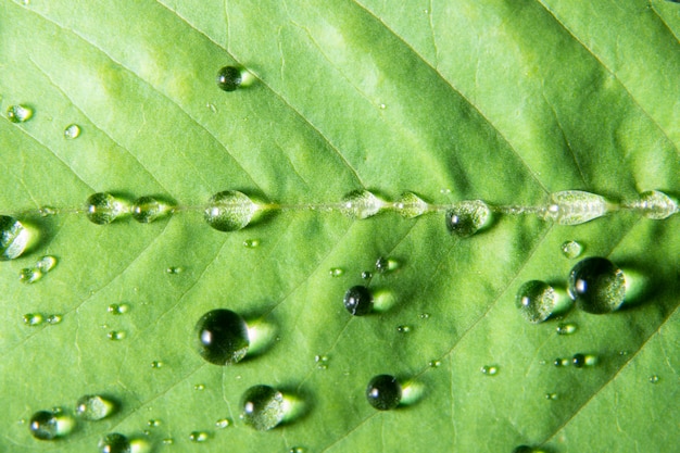 Gotas de agua macro en la planta