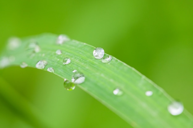 Gotas de agua macro sobre hojas en la naturaleza