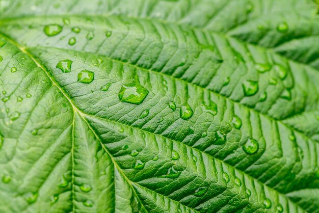 Gotas de agua en macros de hojas verdes