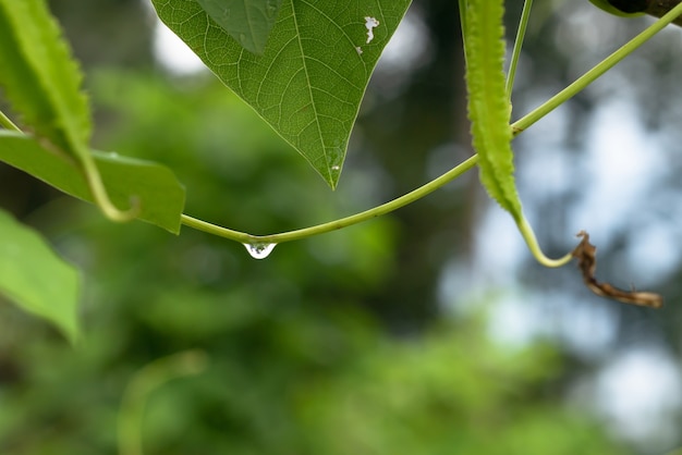 Gotas de agua en un montón